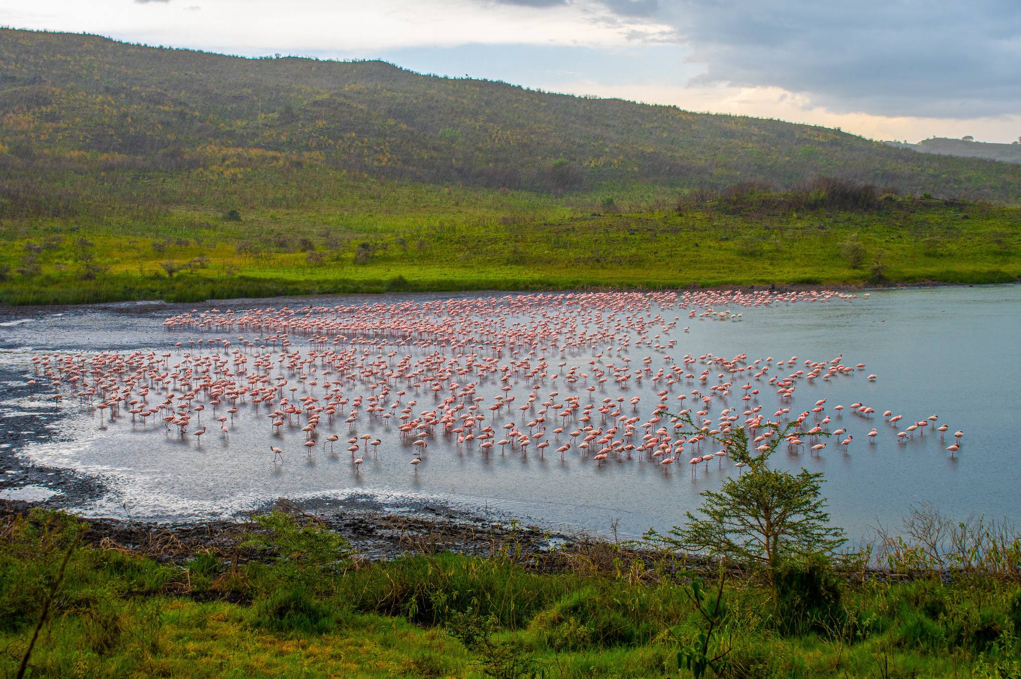 Bird watching safari, Momella Lakes