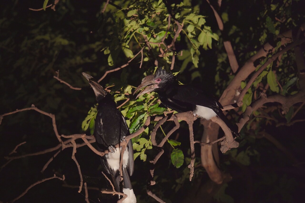 Night game drive
