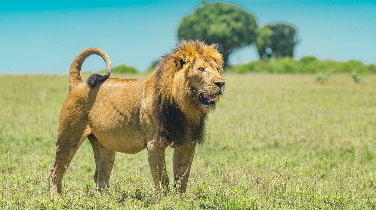 Lions on the Serengeti plains, Northern Tanzania