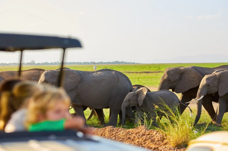 Family safari