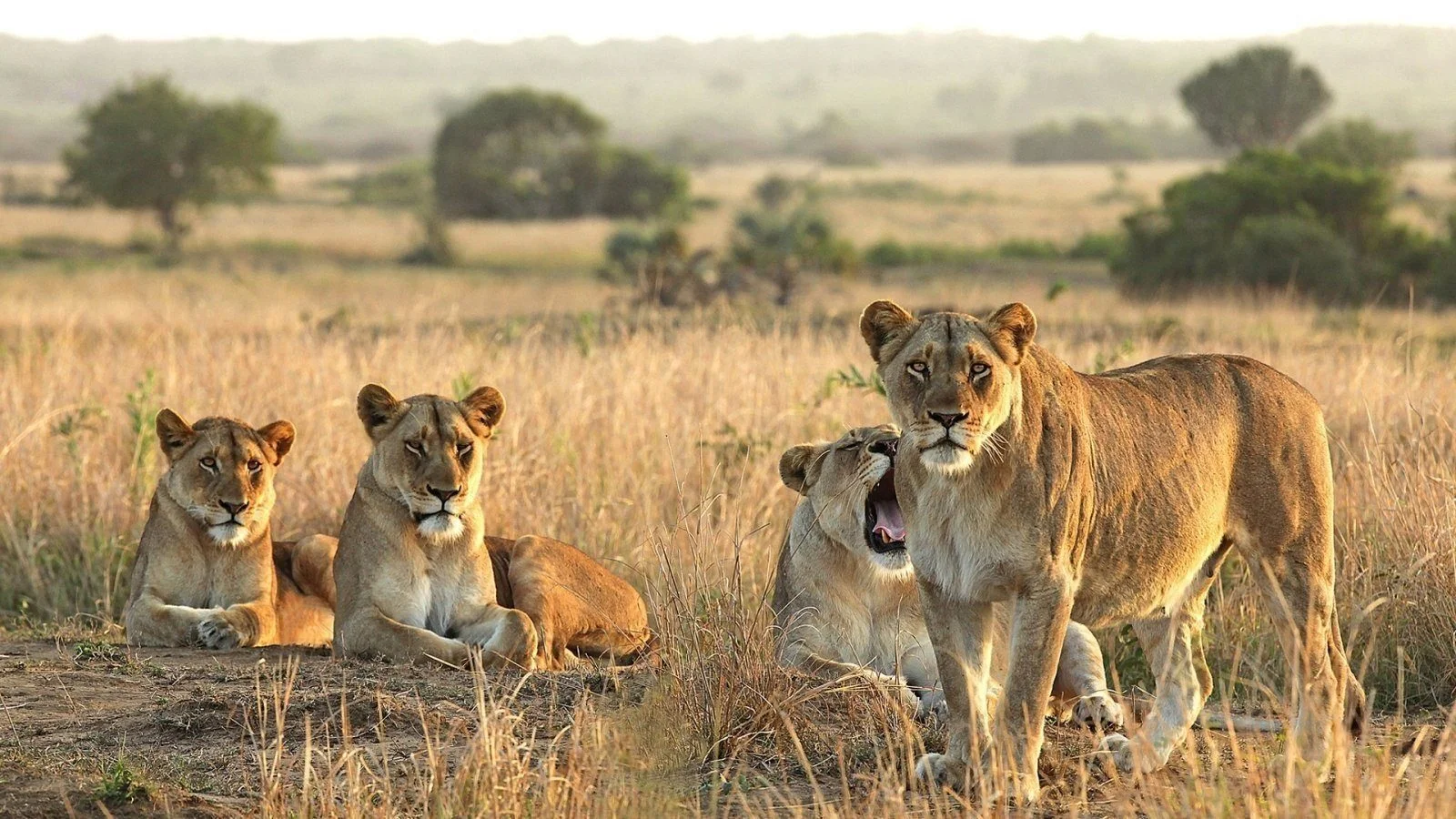 Honeymoon safari