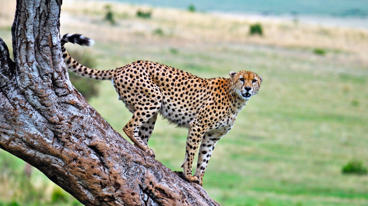 Meru or enjoying the smaller trails that