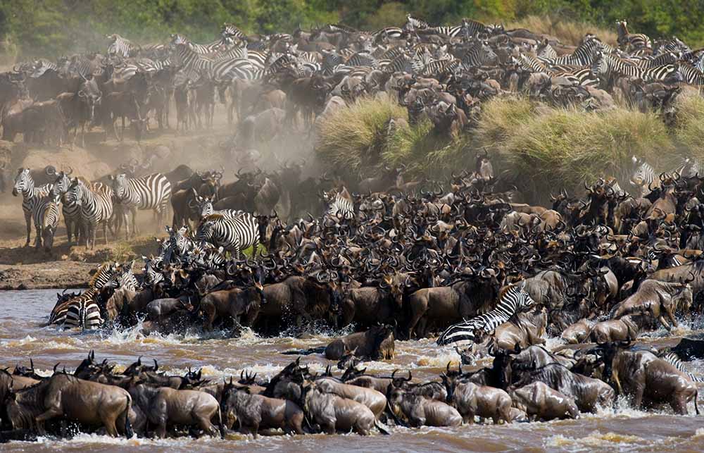 The Great Wildebeest Migration