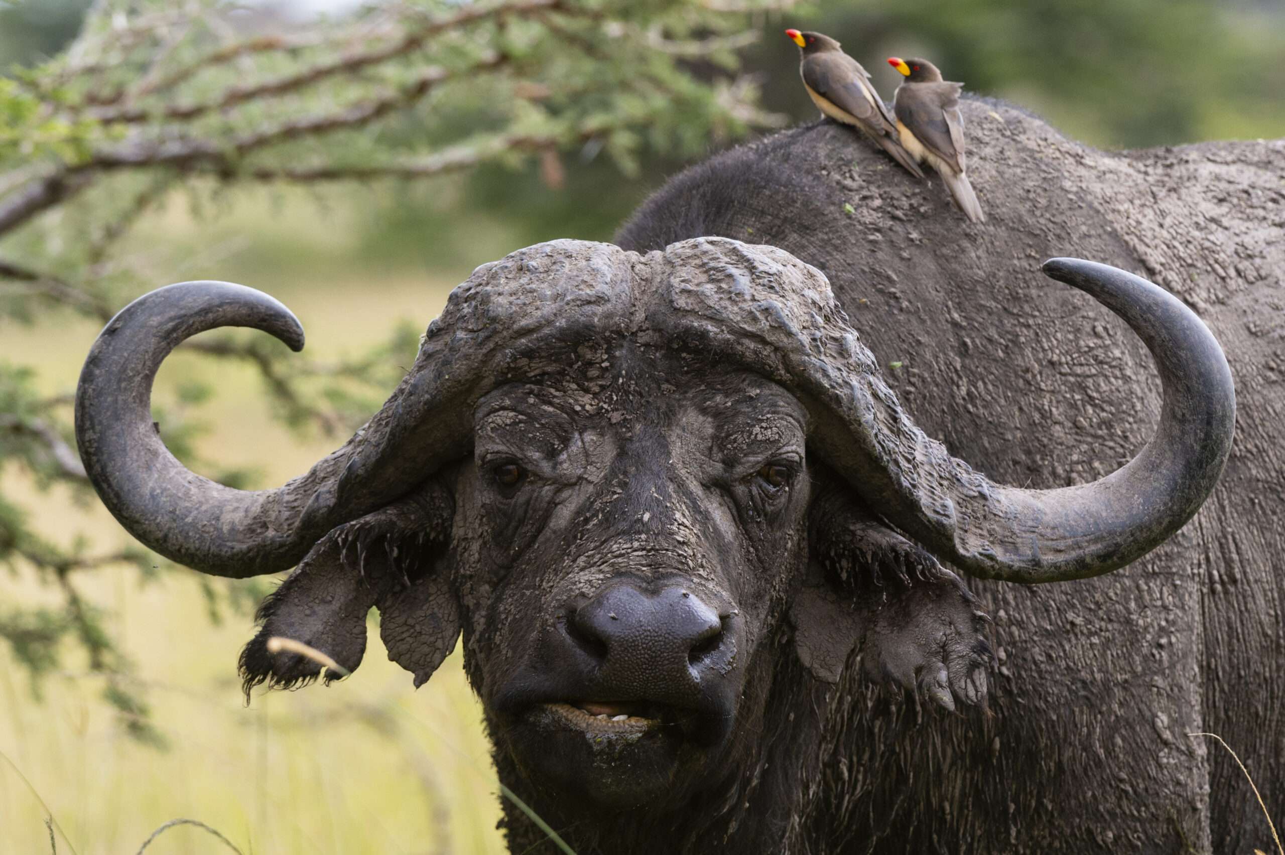 Buffalo in Tarangire on a 7-day Tanzania safari - A buffalo with oxpeckers perched on its back amidst the wild