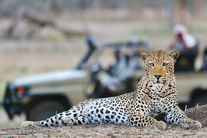 Safari gallery image