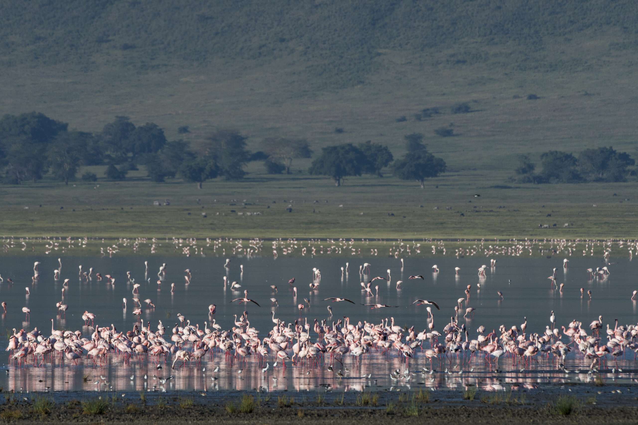 Final Safari Morning and Return: Lake Manyara National Park