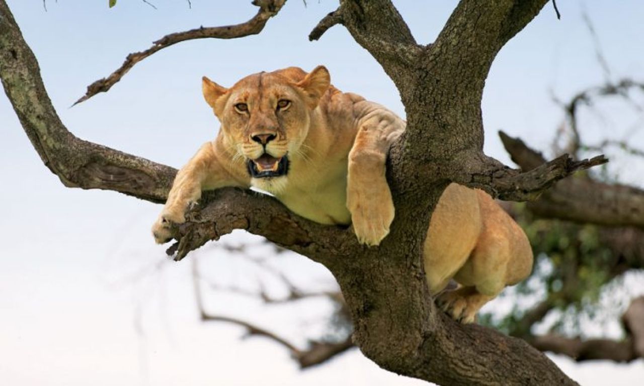 Final Safari Morning and Return: Lake Manyara NP