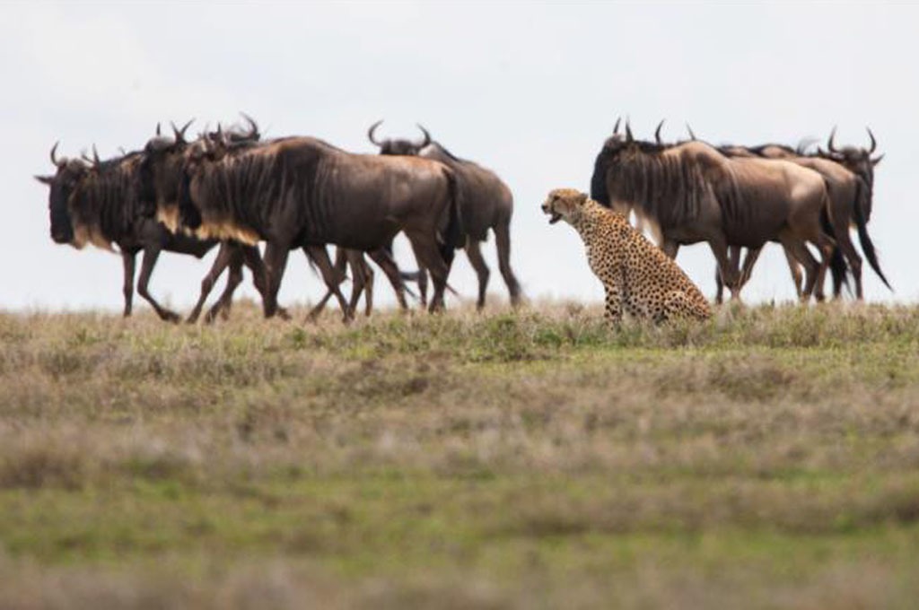 Safari gallery image