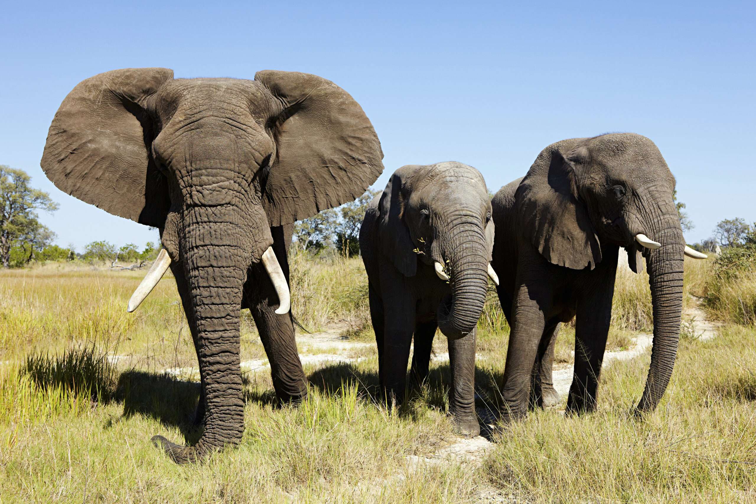 Elephant herd in Tarangire National Park